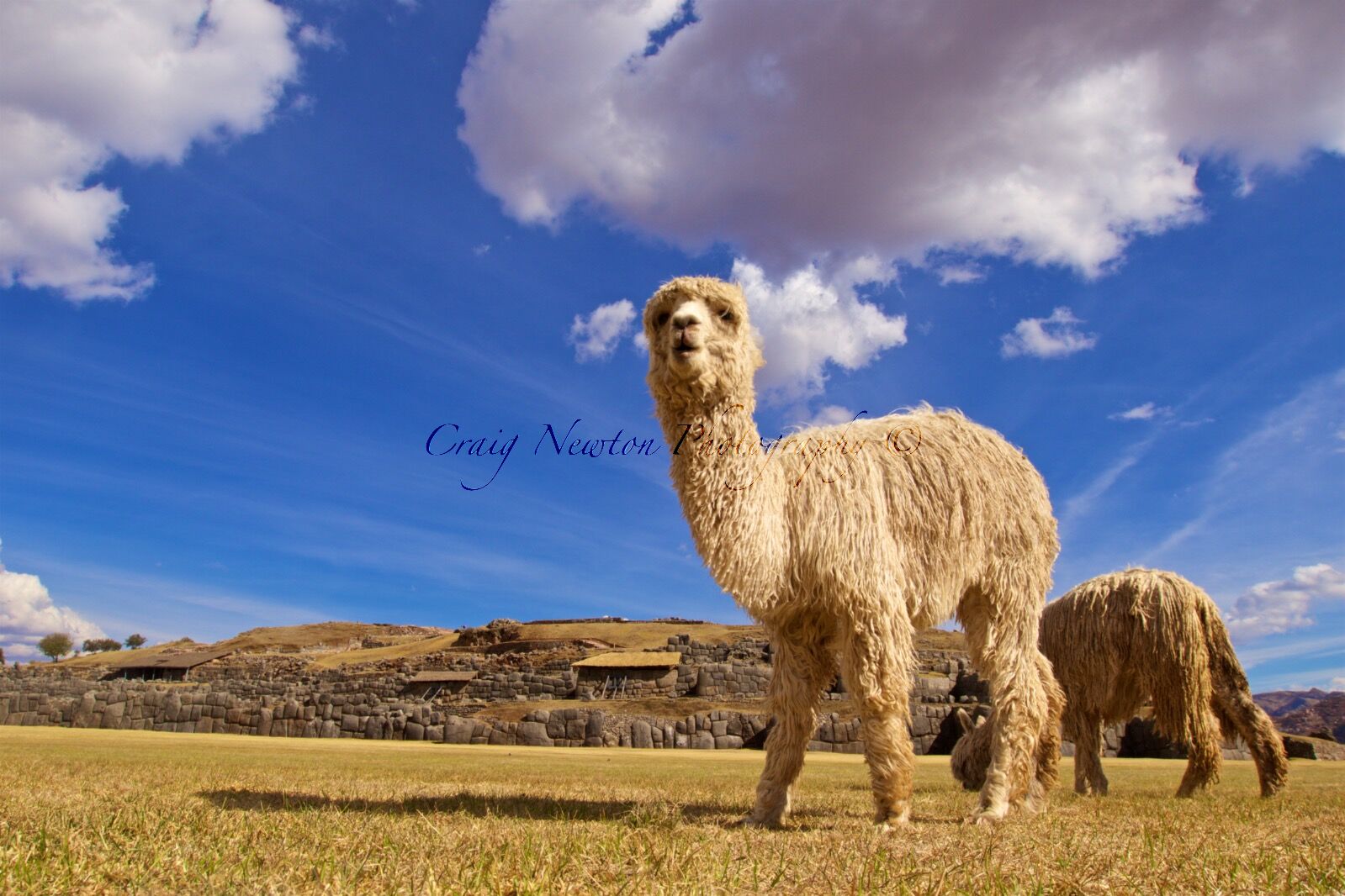 Suri Alpaca (Vicugna pacos), Cusco, Peru