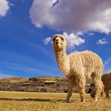 South America
