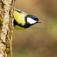 Great Tit (Parus major), Leitholm, Scotland