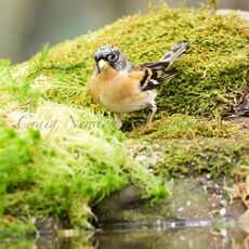 Brambling (Fringilla montifringilla), Denholm, Scotland