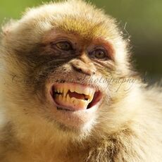 Barbary Macaque (Macaca sylvanus), Upper Rock Nature Reserve, Gibraltar