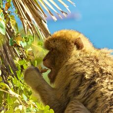 Barbary Macaque (Macaca sylvanus), Upper Rock Nature Reserve, Gibraltar
