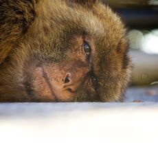 Barbary Macaque (Macaca sylvanus), Upper Rock Nature Reserve, Gibraltar