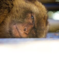 The Other Face of the Rock