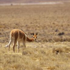 Vicuña (Vicugna vicugna), Reserva Nacional Salinas y Aguada Blanca, Peru