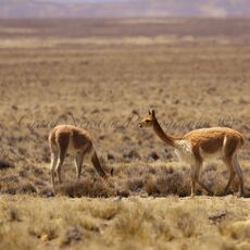Vicuña (Vicugna vicugna), Reserva Nacional Salinas y Aguada Blanca, Peru