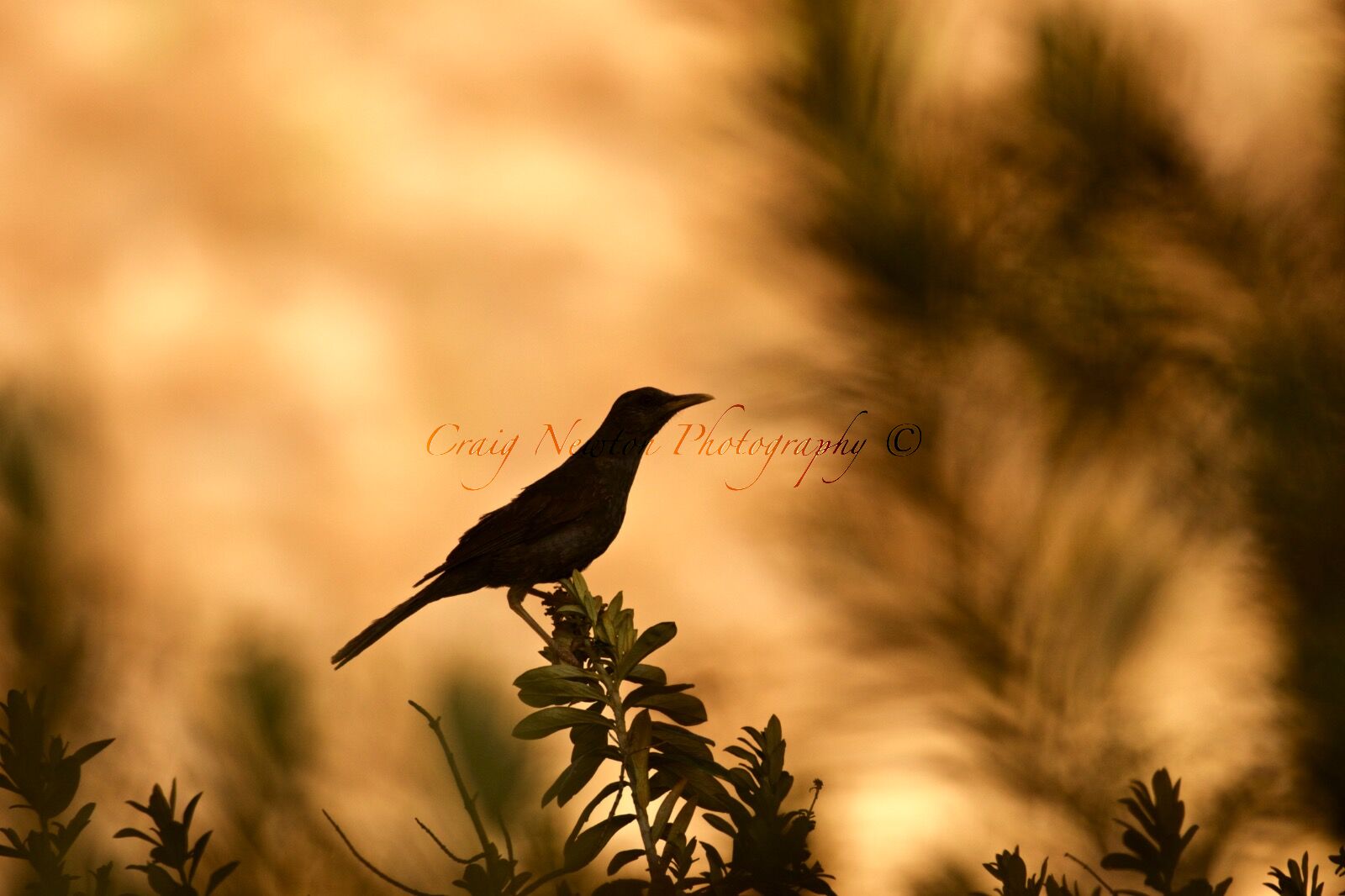 Chiguanco Thrush (Turdus chiguanco), Yanque, Peru