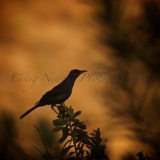 Chiguanco Thrush (Turdus chiguanco), Yanque, Peru