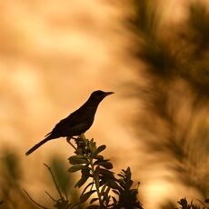 Chiguanco Thrush (Turdus chiguanco), Yanque, Peru