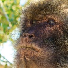 Barbary Macaque (Macaca sylvanus), Upper Rock Nature Reserve, Gibraltar