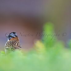 Rufous-collared Sparrow (Zonotrichia capensis), Yanque, Peru