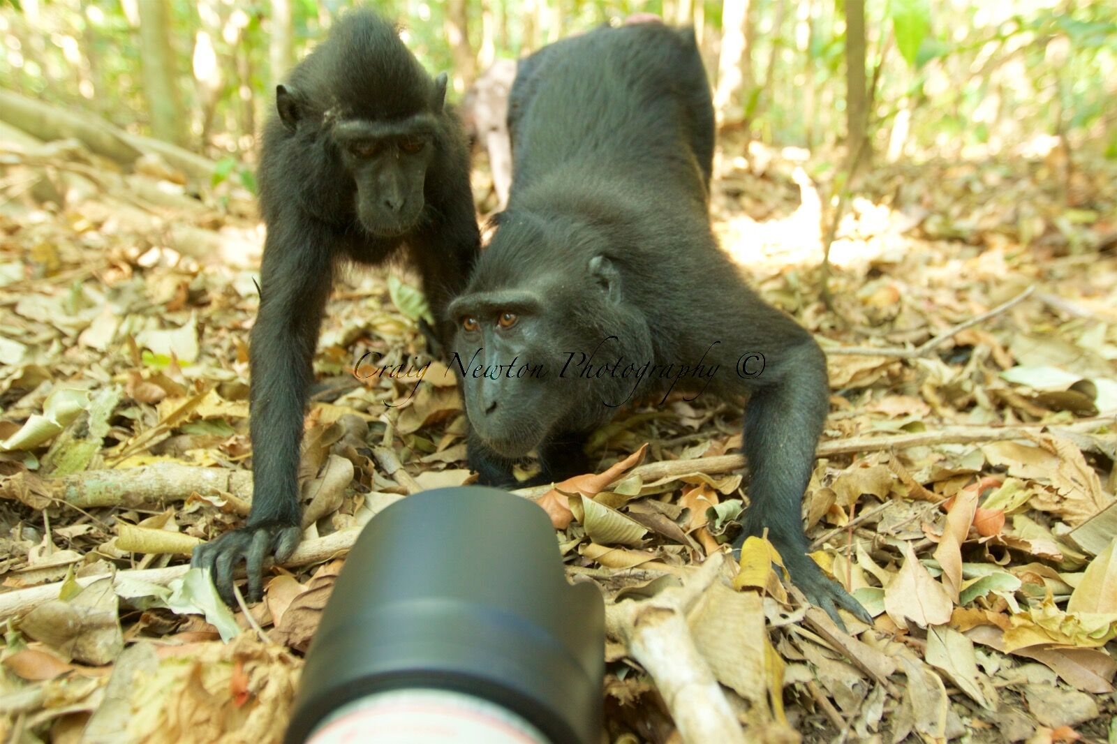 Celebes Crested Macaque (Macaca nigra), Tangkoko Batuangus Nature Reserve, Sulawesi, Indonesia