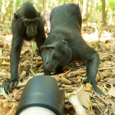 Celebes Crested Macaque (Macaca nigra), Tangkoko Batuangus Nature Reserve, Sulawesi, Indonesia