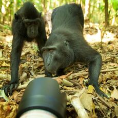 Celebes Crested Macaque (Macaca nigra), Tangkoko Batuangus Nature Reserve, Sulawesi, Indonesia