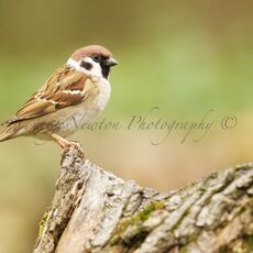 Eurasian Tree Sparrow (Passer montanus), Leitholm, Scotland