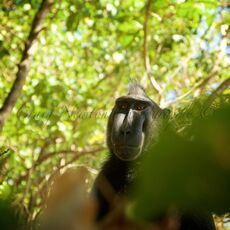 Celebes Crested Macaque (Macaca nigra), Tangkoko Batuangus Nature Reserve, Sulawesi, Indonesia