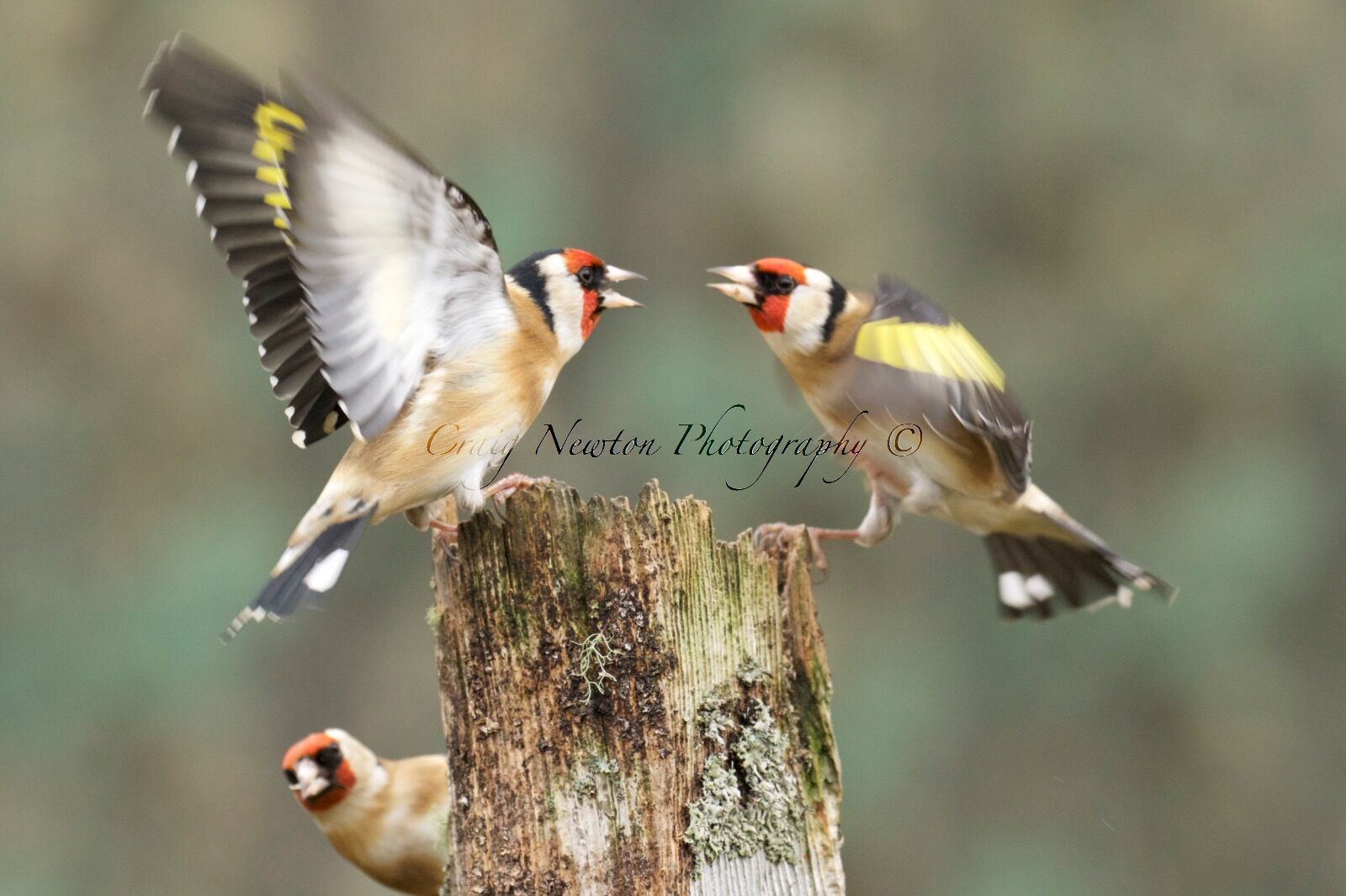 European Goldfinch (Carduelis carduelis), Denholm, Scotland