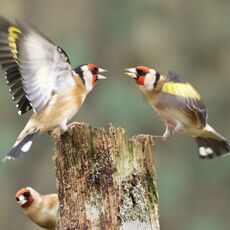 European Goldfinch (Carduelis carduelis), Denholm, Scotland