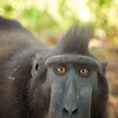 Celebes Crested Macaque (Macaca nigra), Tangkoko Batuangus Nature Reserve, Sulawesi, Indonesia