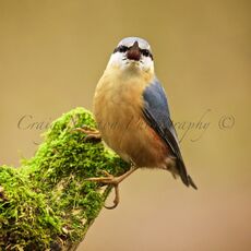 Eurasian Nuthatch (Sitta europaea), Edinburgh, Scotland
