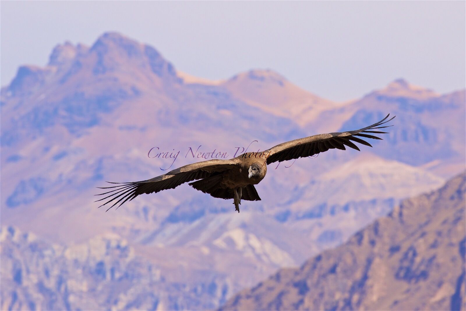 Andean Condor (Vultur gryphus), Colca Canyon, Peru