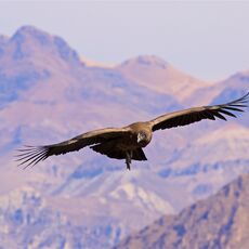 Andean Condor (Vultur gryphus), Colca Canyon, Peru