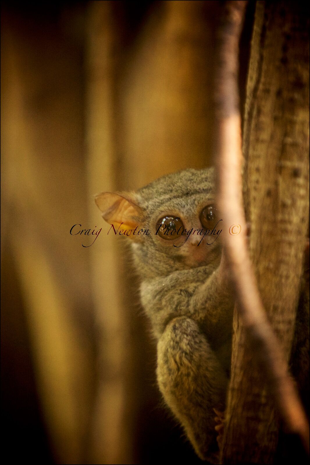 Spectral Tarsier (Tarsus spectrum), Tangkoko Batuangus Nature Reserve, Sulawesi, Indonesia