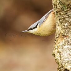 Eurasian Nuthatch (Sitta europaea), Leitholm, Scotland