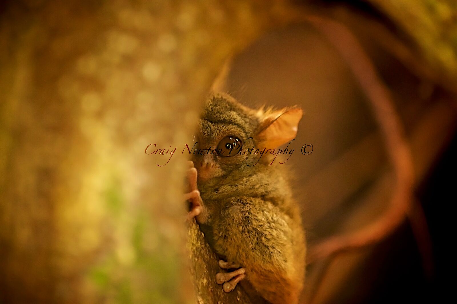 Spectral Tarsier (Tarsus spectrum), Tangkoko Batuangus Nature Reserve, Sulawesi, Indonesia