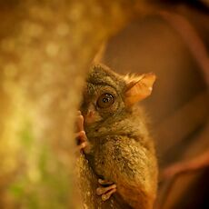 Spectral Tarsier (Tarsus spectrum), Tangkoko Batuangus Nature Reserve, Sulawesi, Indonesia