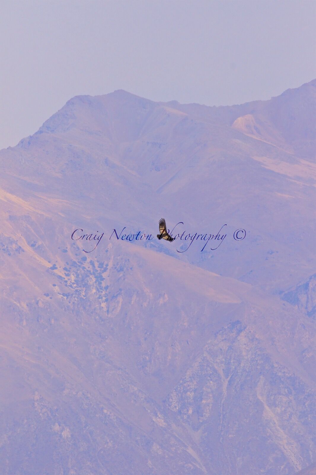 Andean Condor (Vultur gryphus), Colca Canyon, Peru