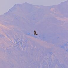 Andean Condor (Vultur gryphus), Colca Canyon, Peru