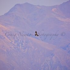 Andean Condor (Vultur gryphus), Colca Canyon, Peru