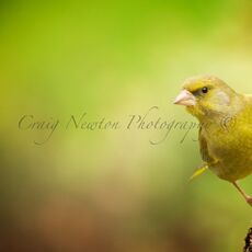 European Greenfinch (Chloris chloris), Leitholm, Scotland
