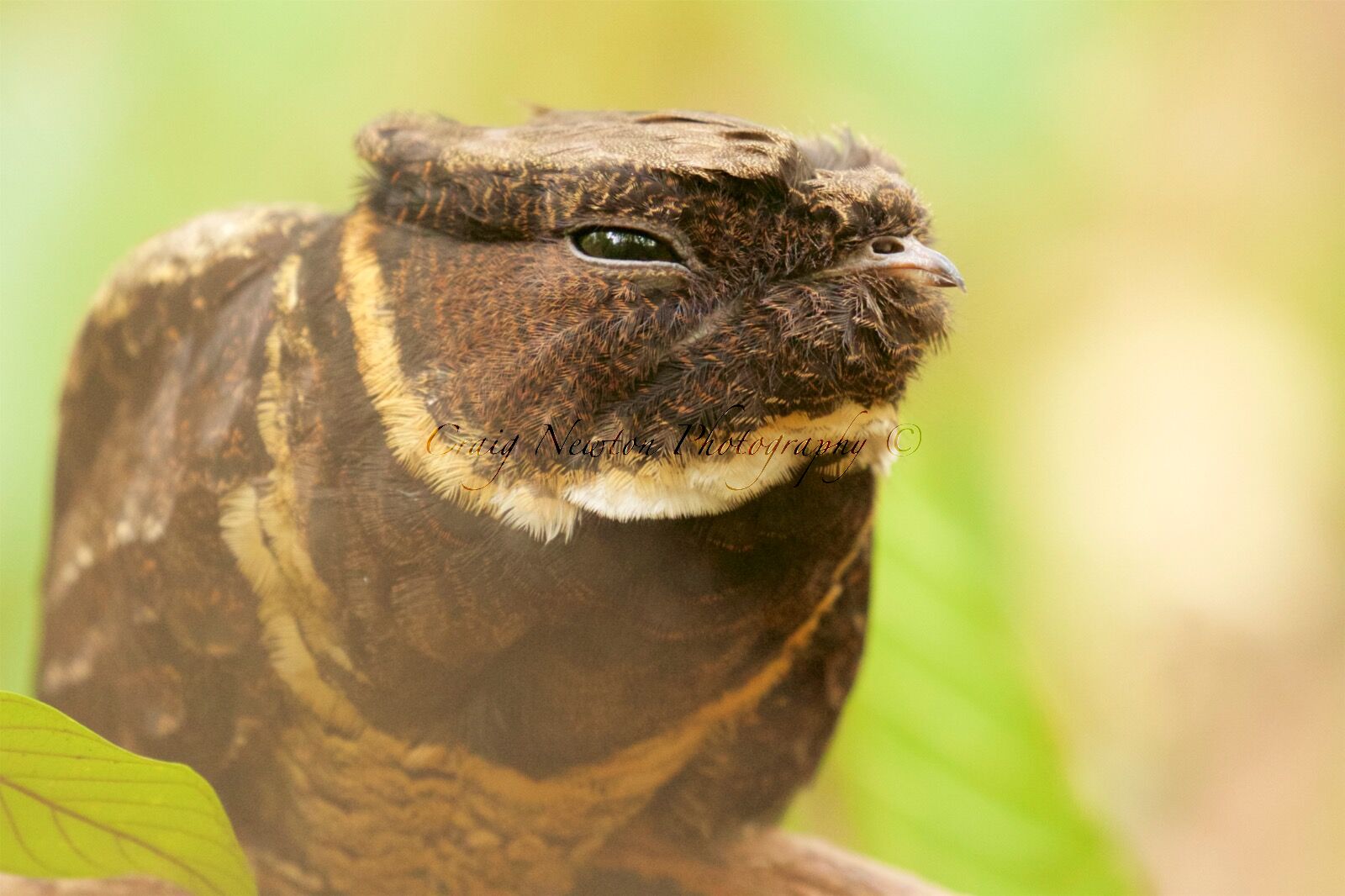 Sulawesi Nightjar (Caprimulgus celebensis), Tangkoko Batuangus Nature Reserve, Sulawesi, Indonesia