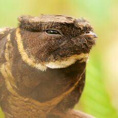 Sulawesi Nightjar (Caprimulgus celebensis), Tangkoko Batuangus Nature Reserve, Sulawesi, Indonesia