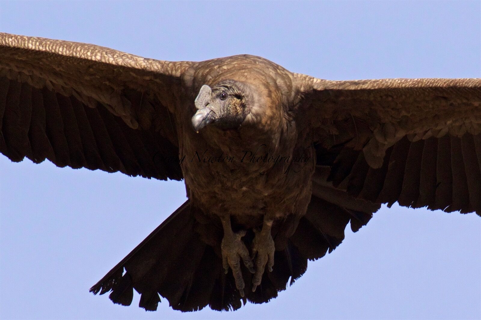 Andean Condor (Vultur gryphus), Colca Canyon, Peru