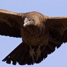 Andean Condor (Vultur gryphus), Colca Canyon, Peru