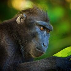 Celebes Crested Macaque (Macaca nigra), Tangkoko Batuangus Nature Reserve, Sulawesi, Indonesia