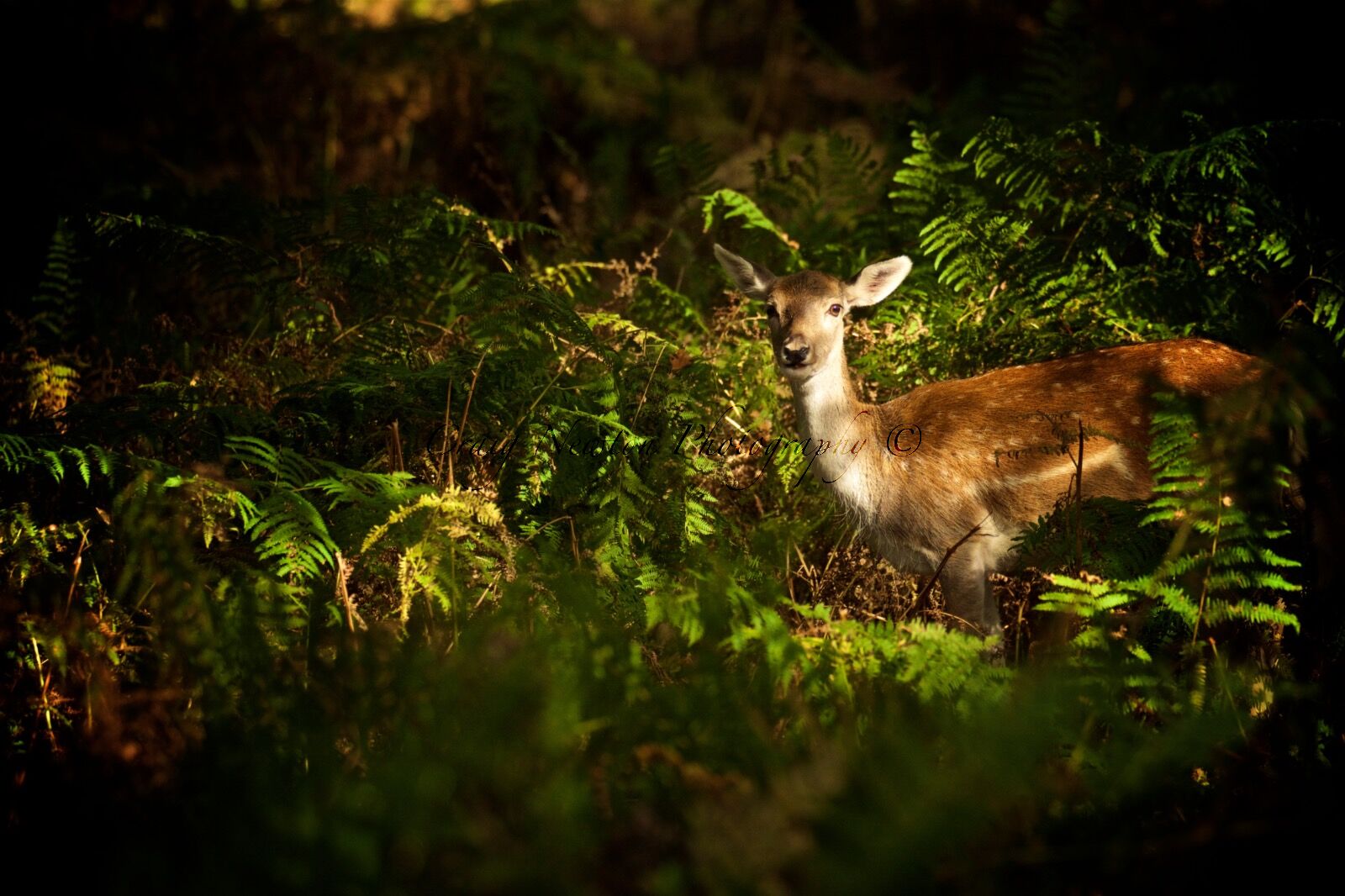 Fallow Deer (Dama dame), Cheshire, England