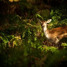 Fallow Deer (Dama dame), Cheshire, England