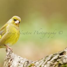 European Greenfinch (Chloris chloris), Leitholm, Scotland