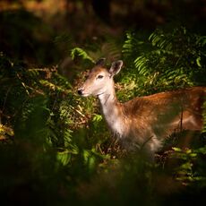Fallow Deer (Dama dame), Cheshire, England