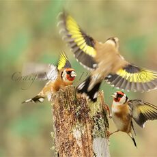 European Goldfinches (Carduelis carduelis), Denholm, Scotland