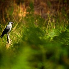 Eurasian Jackdaw (Coloeus monedula), Cheshire, England