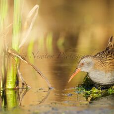 Water Rail (Rallus aquaticus), Edinburgh, Scotland