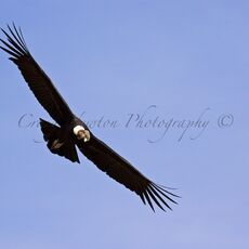 Andean Condor (Vultur gryphus), Colca Canyon, Peru