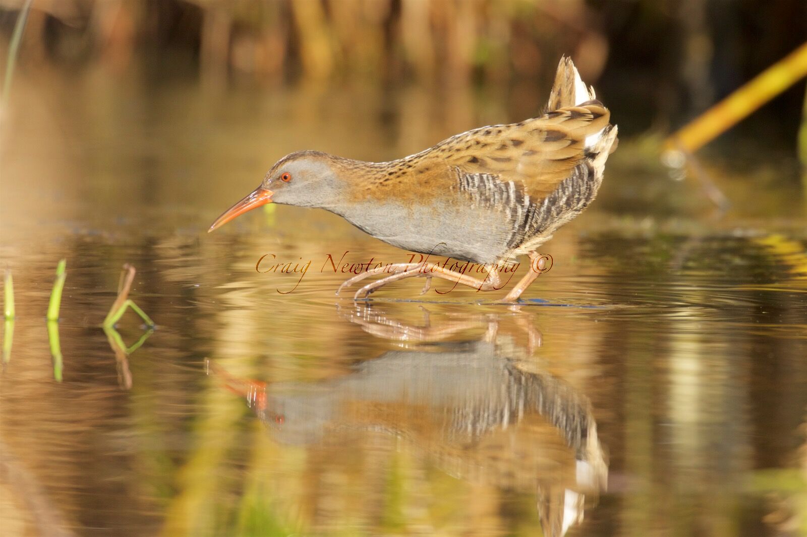 Water Rail (Rallus aquaticus), Edinburgh, Scotland