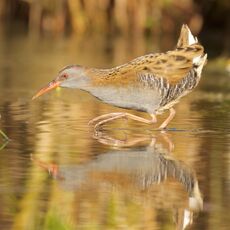 Water Rail (Rallus aquaticus), Edinburgh, Scotland