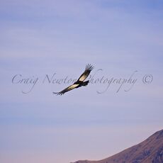 Andean Condor (Vultur gryphus), Colca Canyon, Peru
